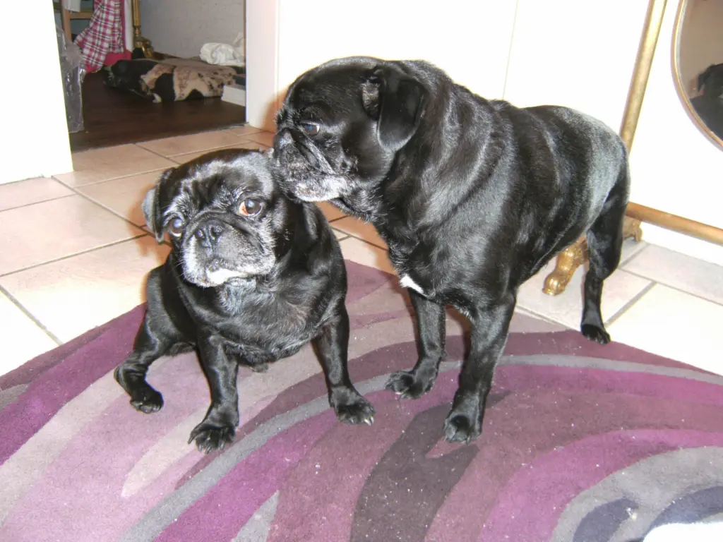 Condolence image of Cornelia mit Bruno & Barni im Herzen