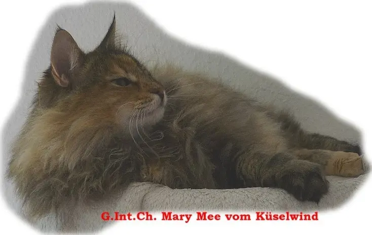Image from Mary Mee