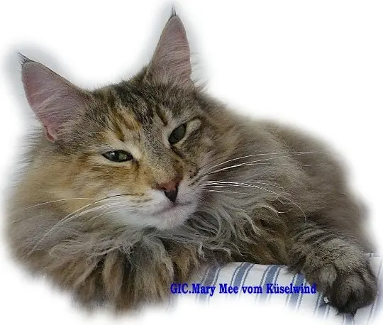Image from Mary Mee