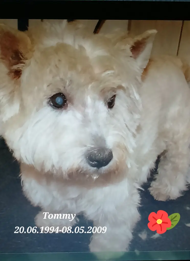 Image from Tommy