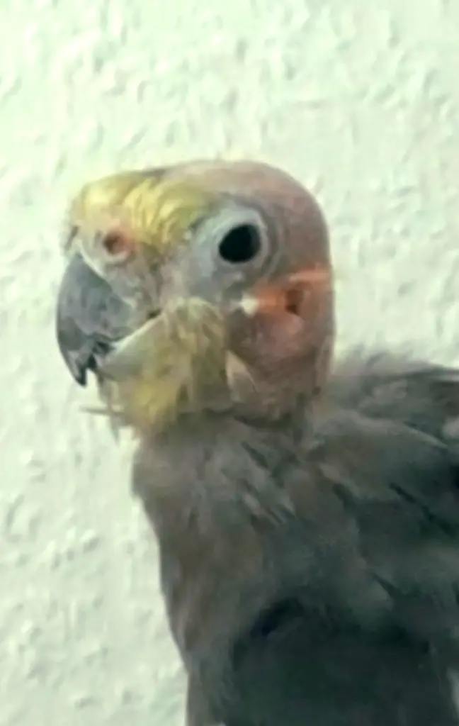 Bild von Dusty