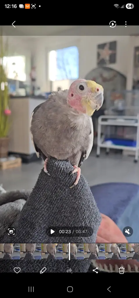 Bester Tänzer