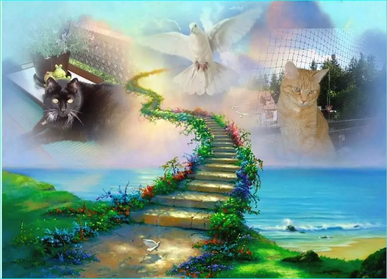 Condolence image of Hedi mit Max und Puma im Herzen 