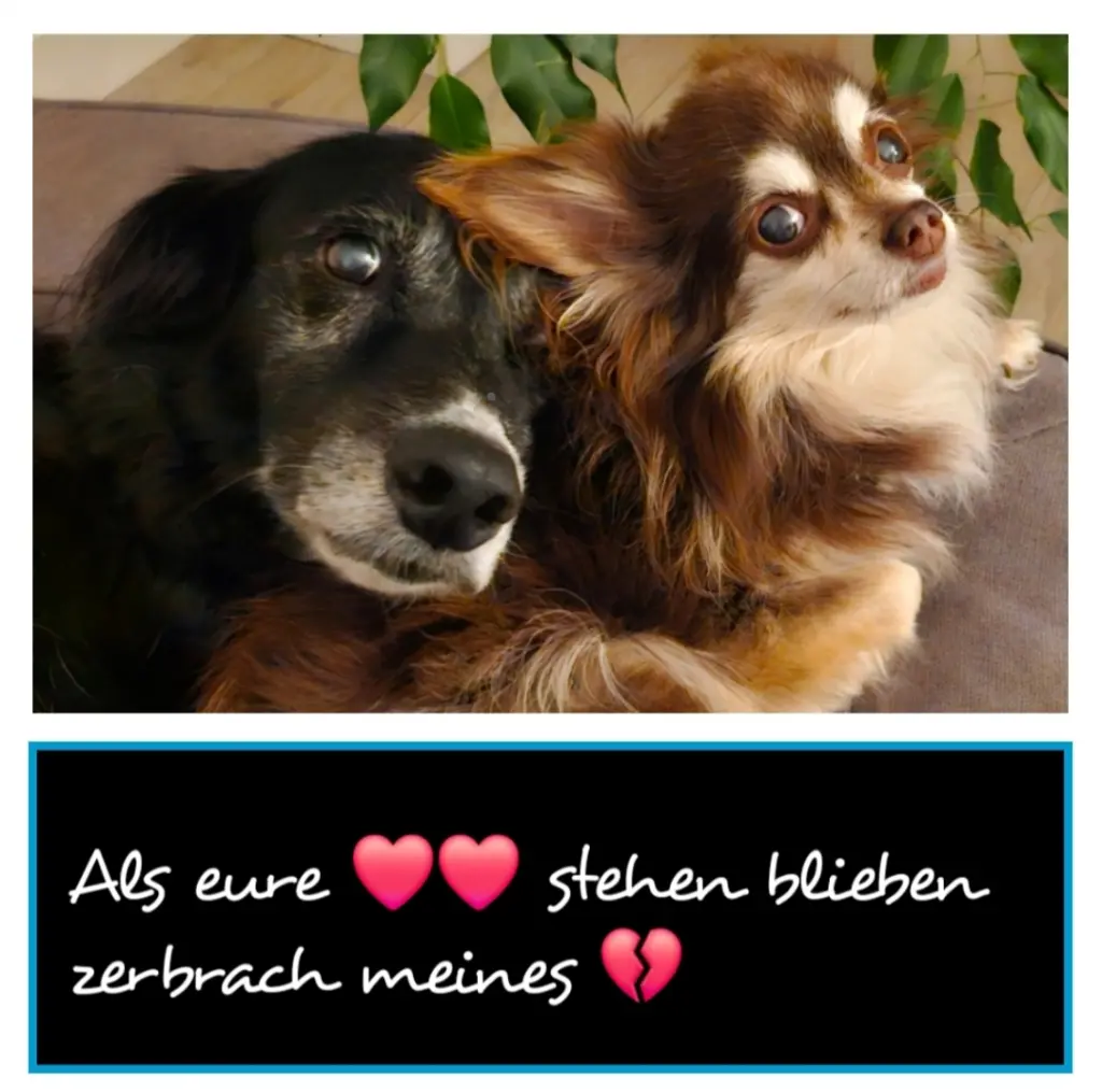 Image from BRUNO