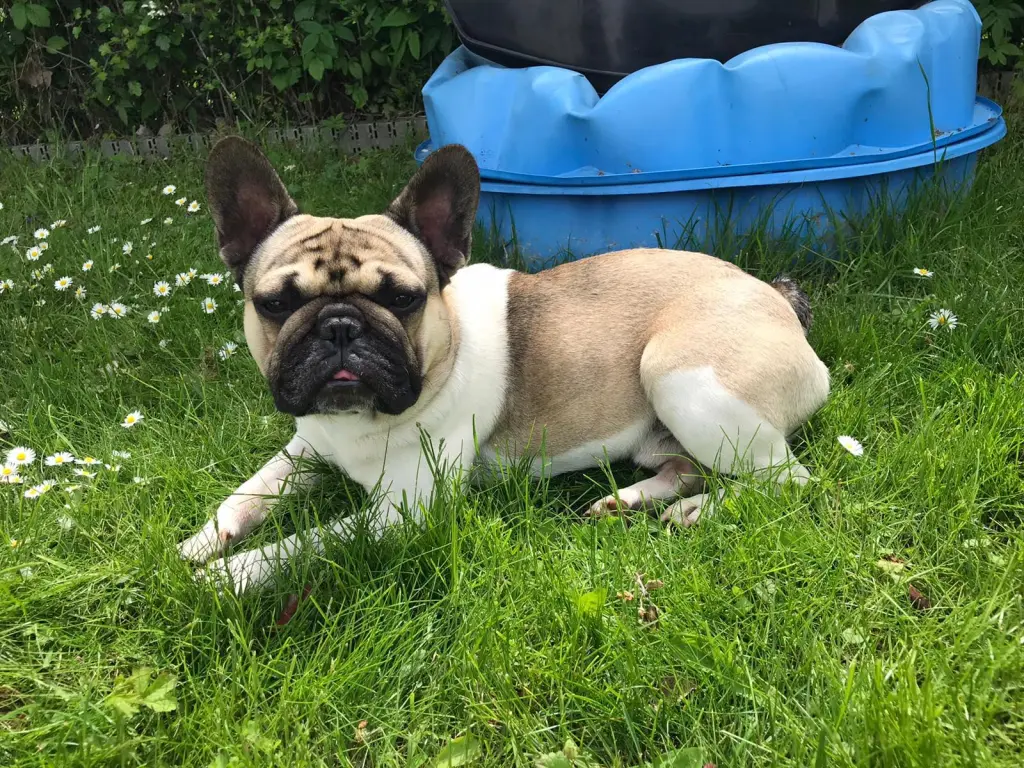Bild von Balou