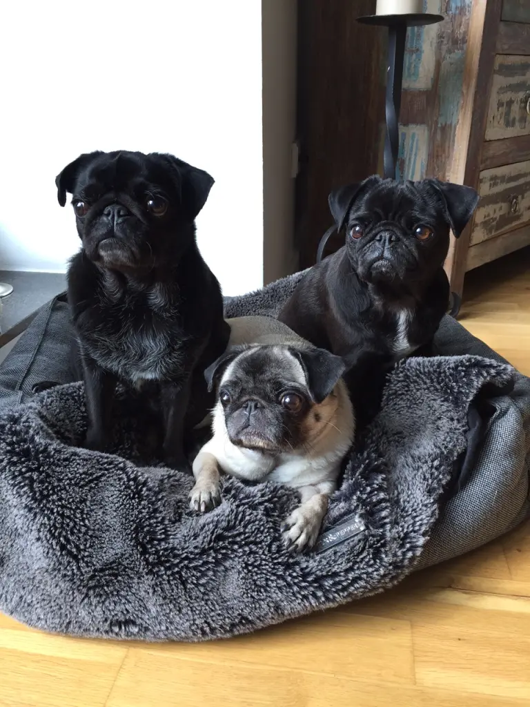 Hazel, Lila, Quittchen 💕