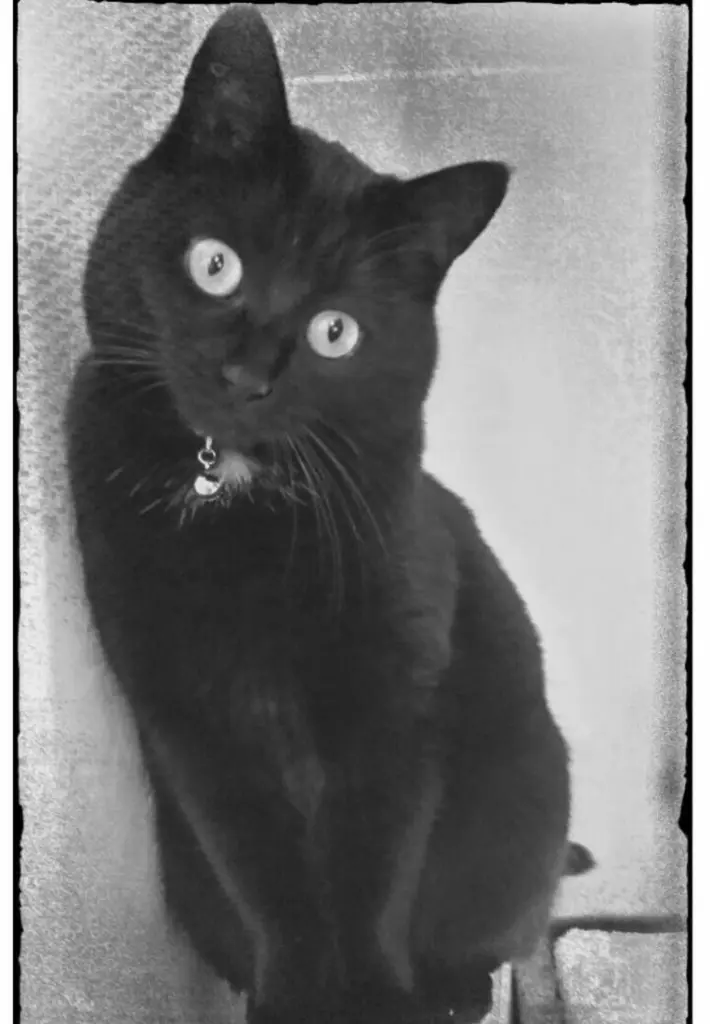 Bild von Tinka
