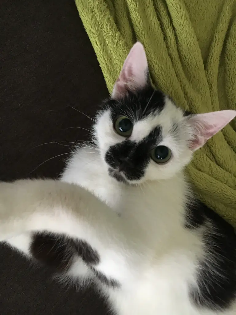 Bild von Misty