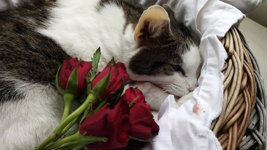 Condolence image of Annette
