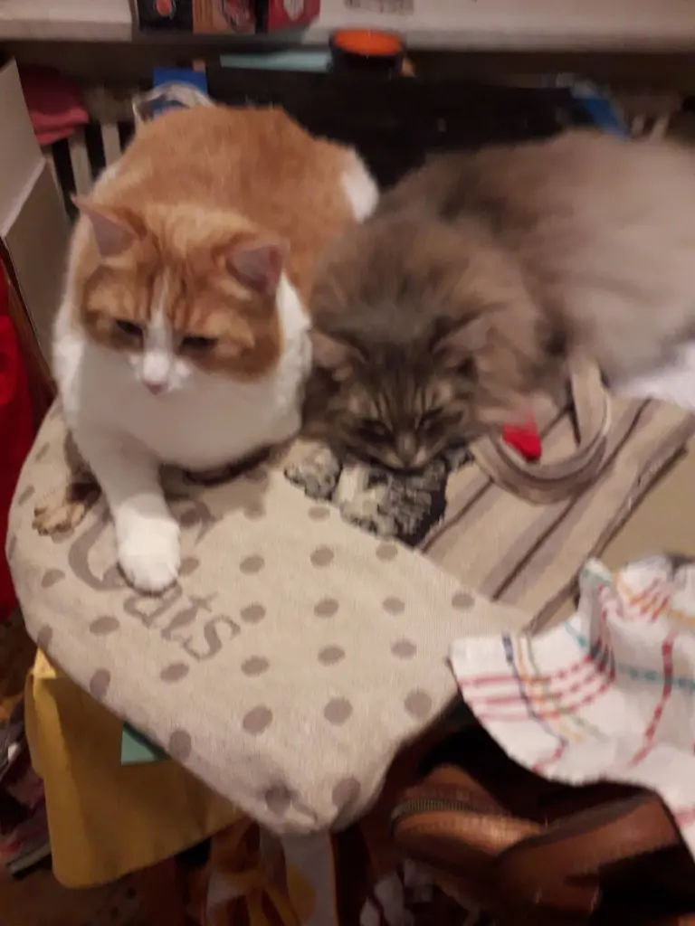 Image from Pepper