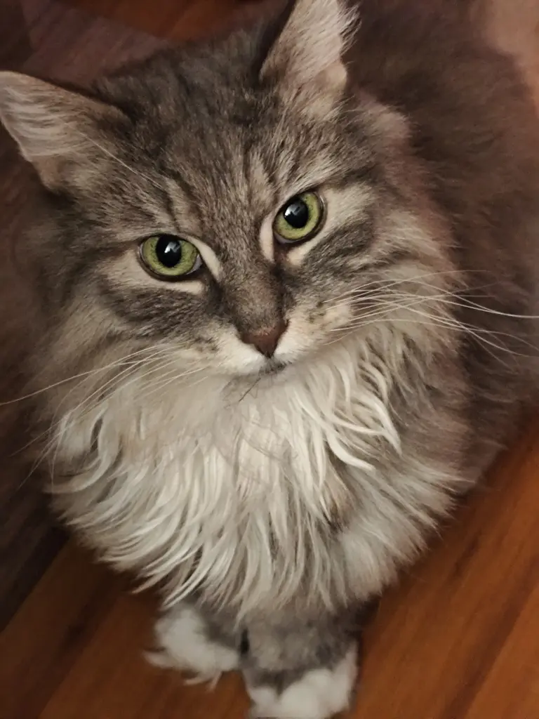 Image from Pepper