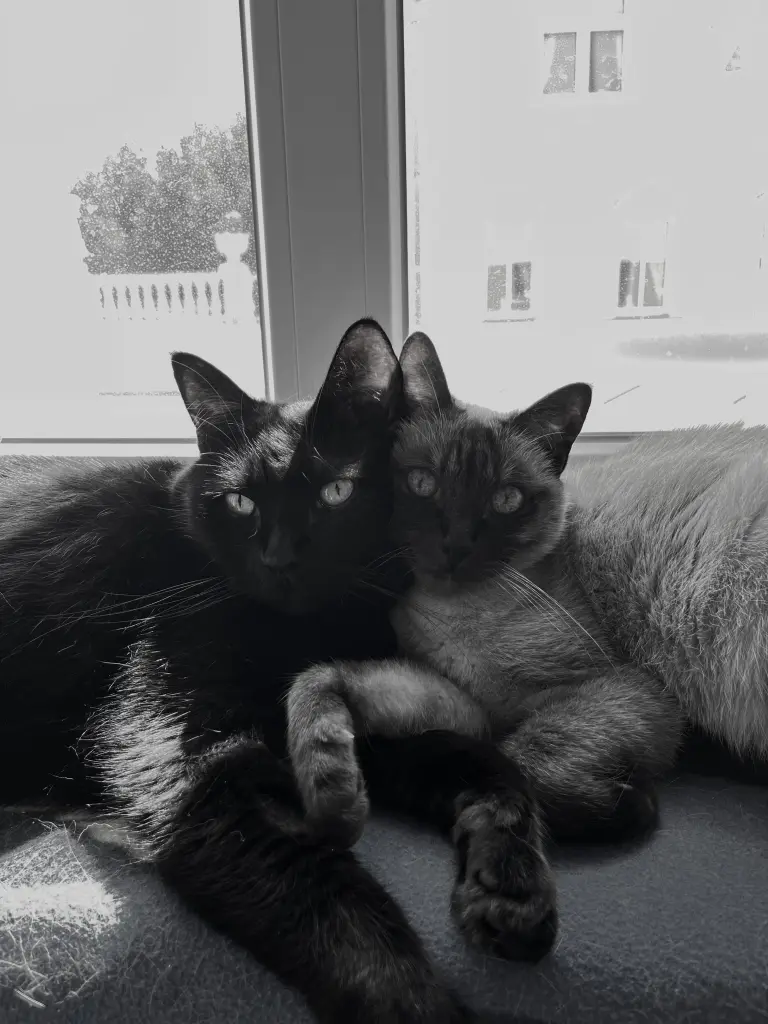 Image from Nala