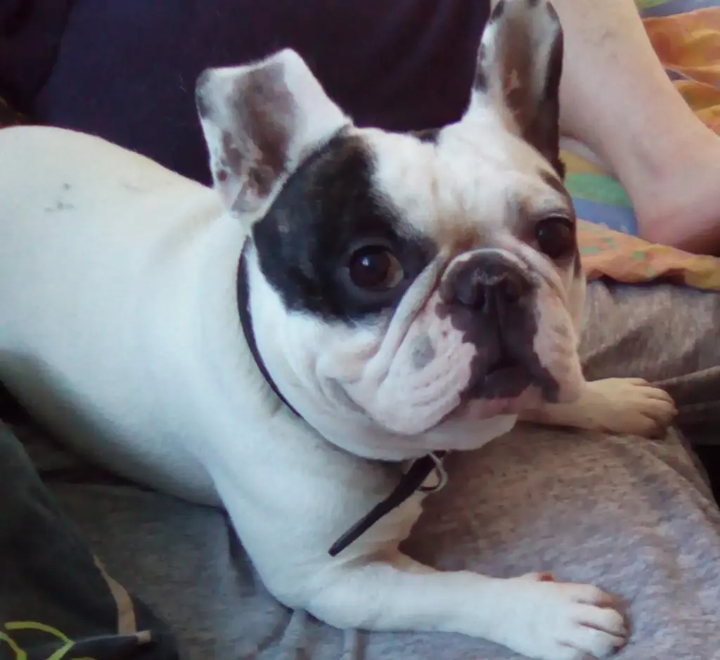Bild von Thor
