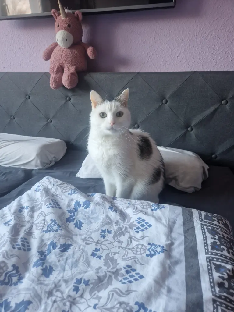 Bild von Oskar