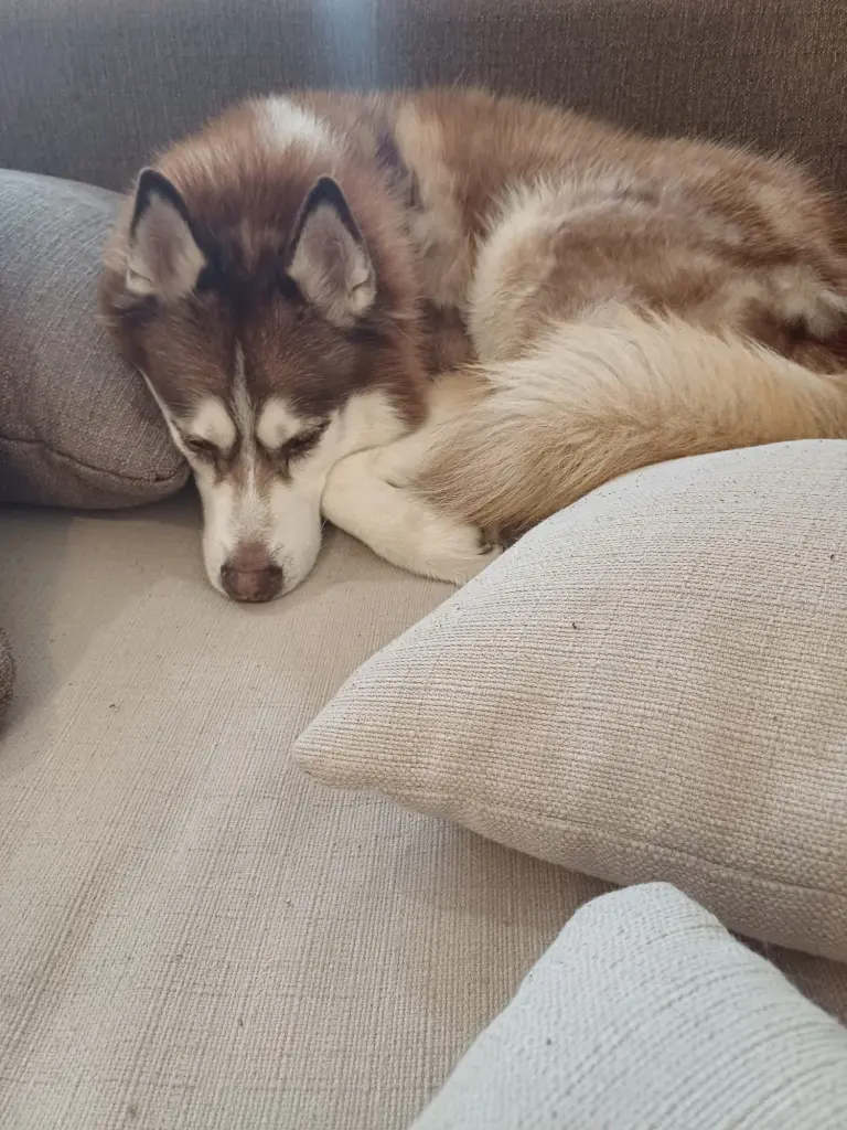 Bild von Gismo