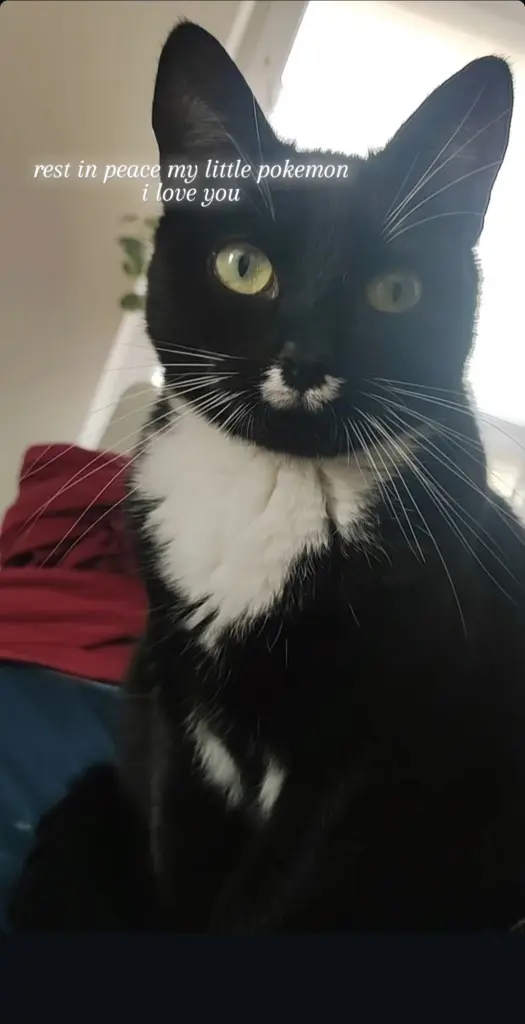 Image from Eevee