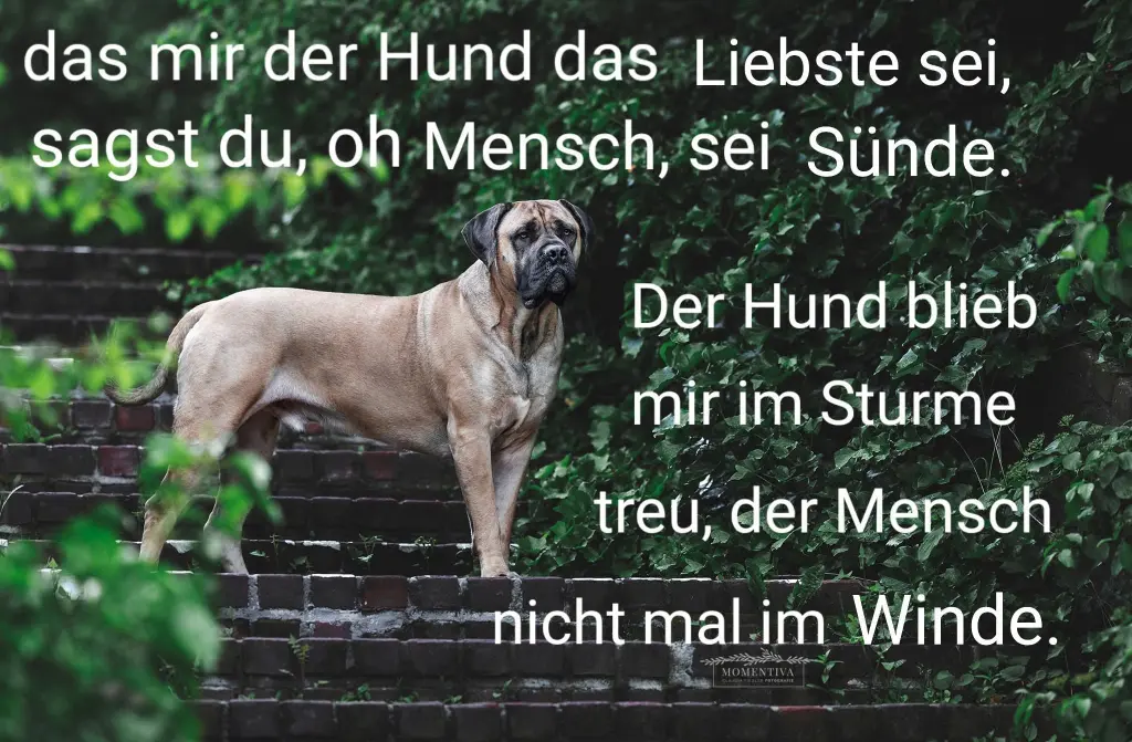 Bild von Yolo