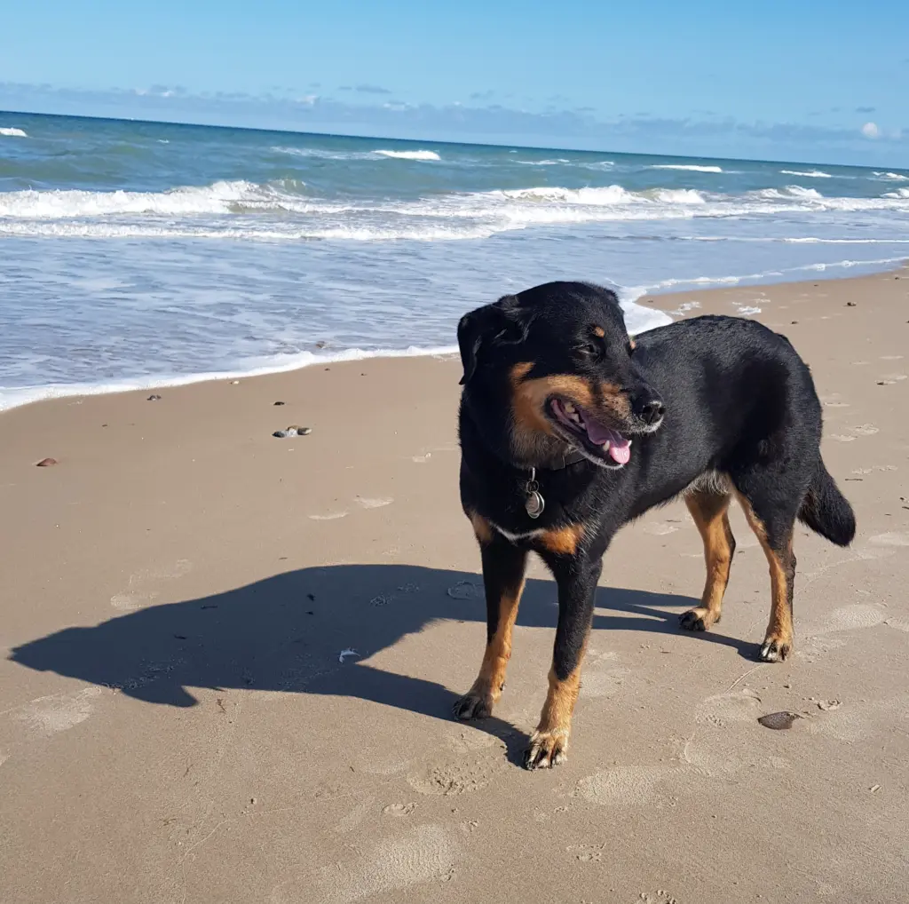 Unsere Urlaube in Dänemark