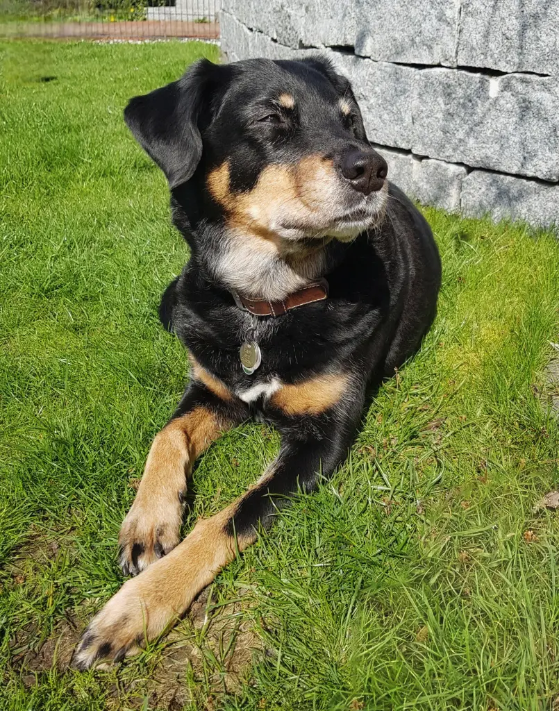 Lieblingsplatz im Garten