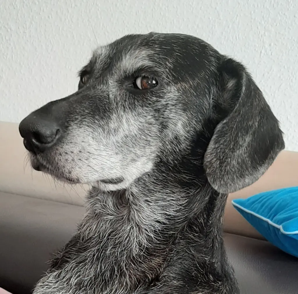Image from Vader