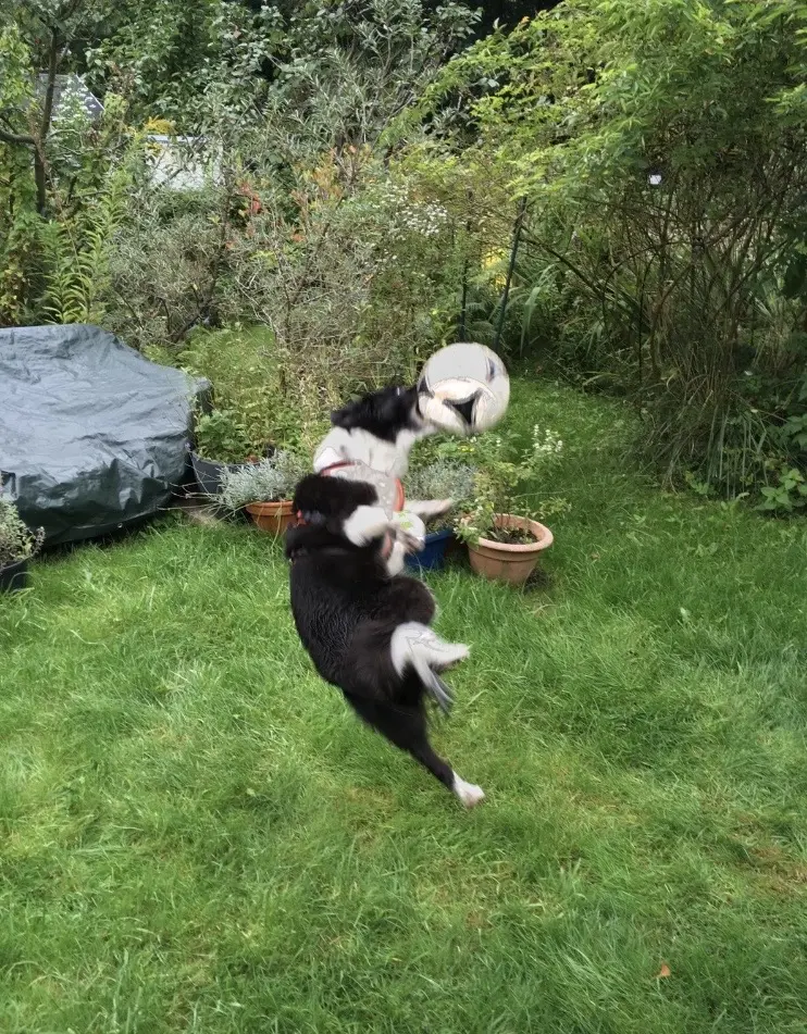 Ballspielen fand Fee auch toll.