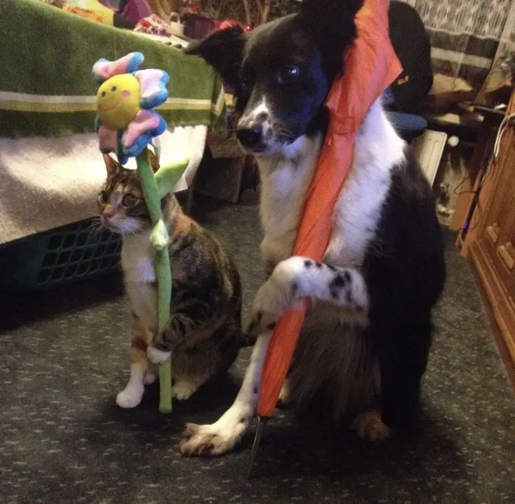 Trickdog mit Katze Kaja.