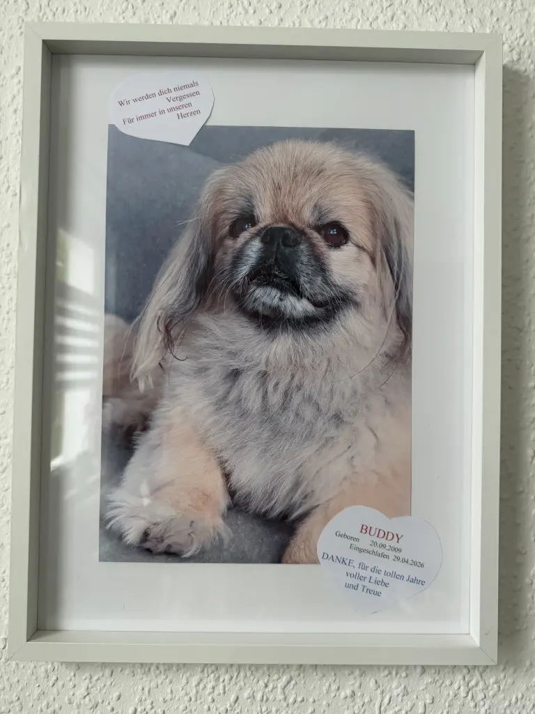 Bild von Buddy