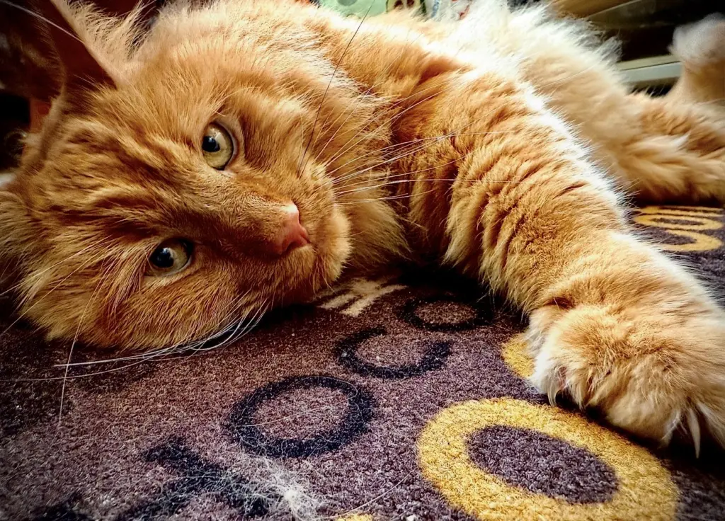 Bild von Frieda