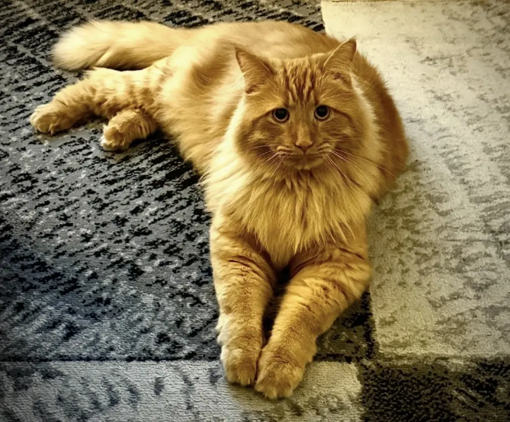 Bild von Frieda