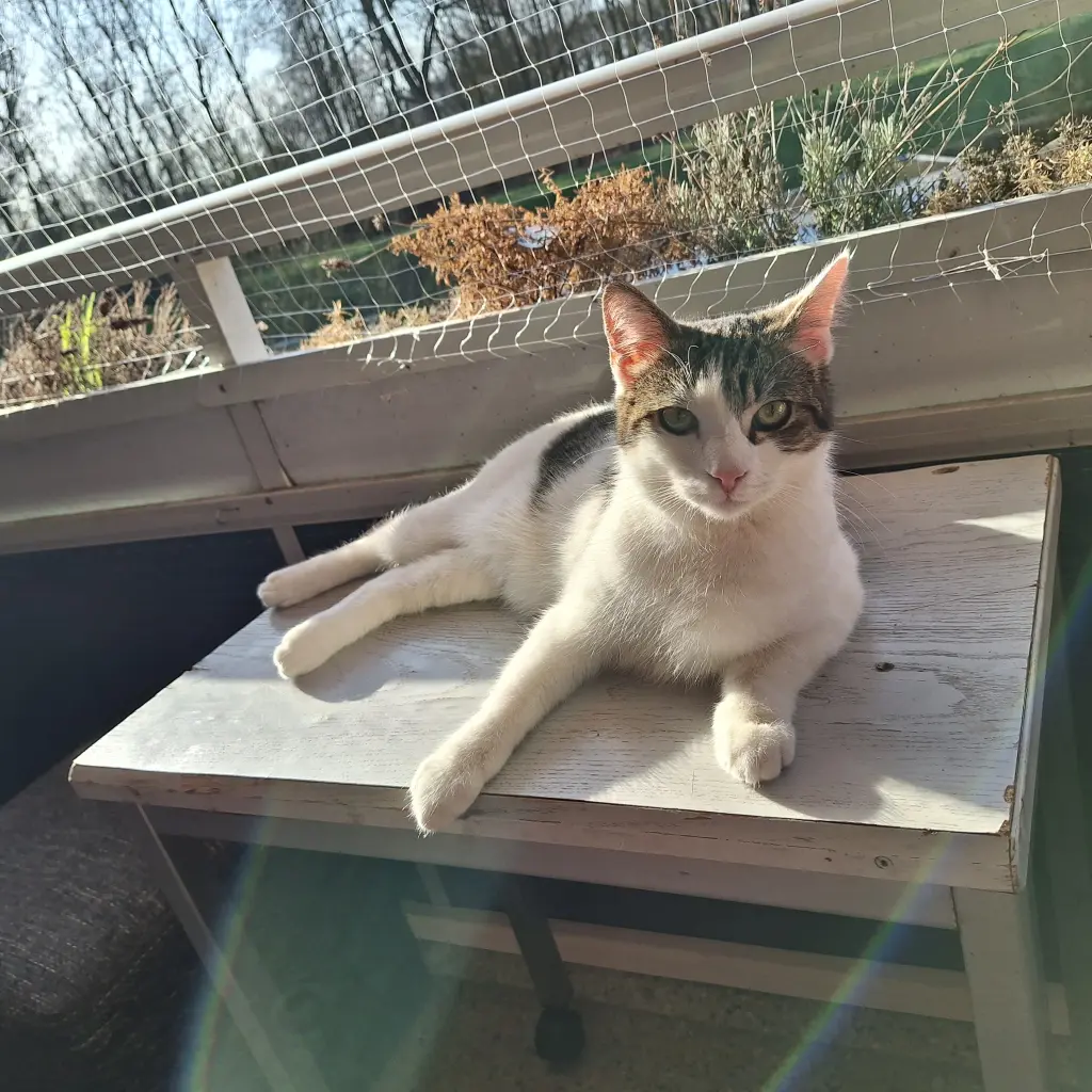 Bild von Loki