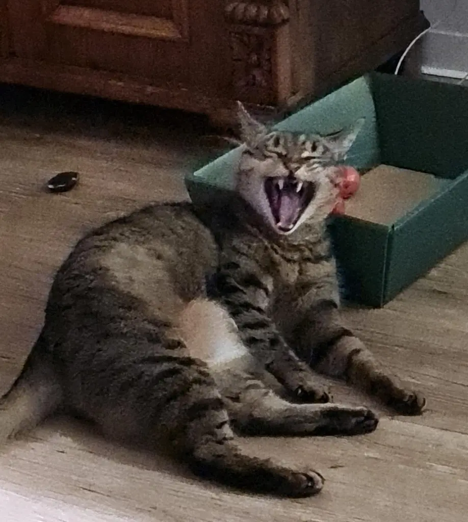 Kleiner Tiger