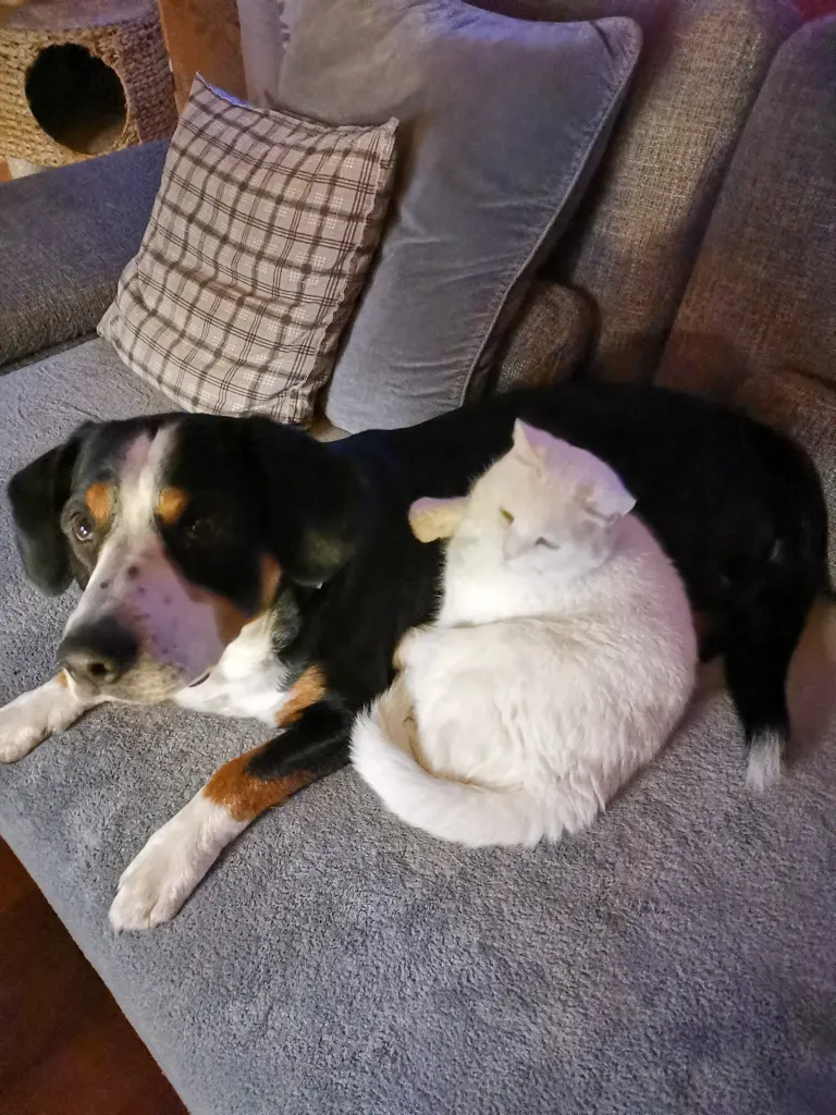 Katzenliebhaber Aro