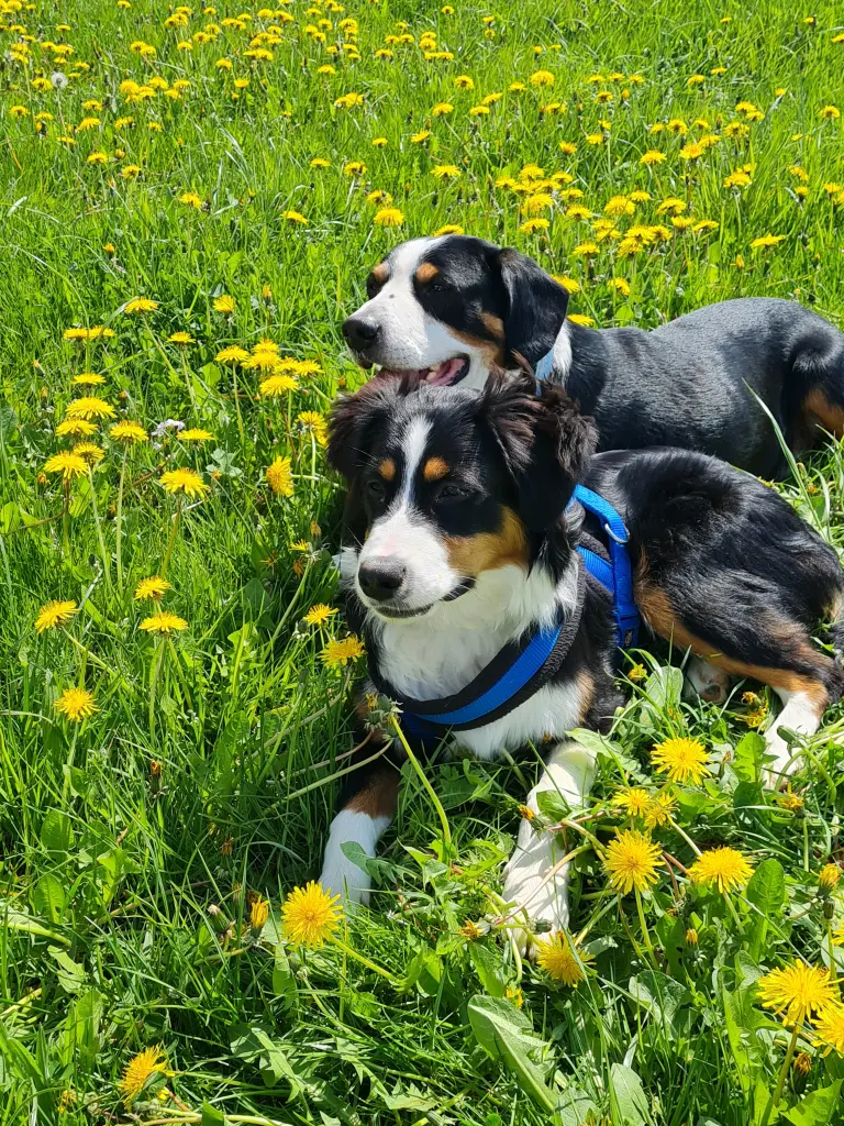 Aro und Cooper