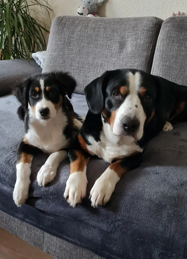 Du hast aus Cooper einen tollen Begleiter gemacht...