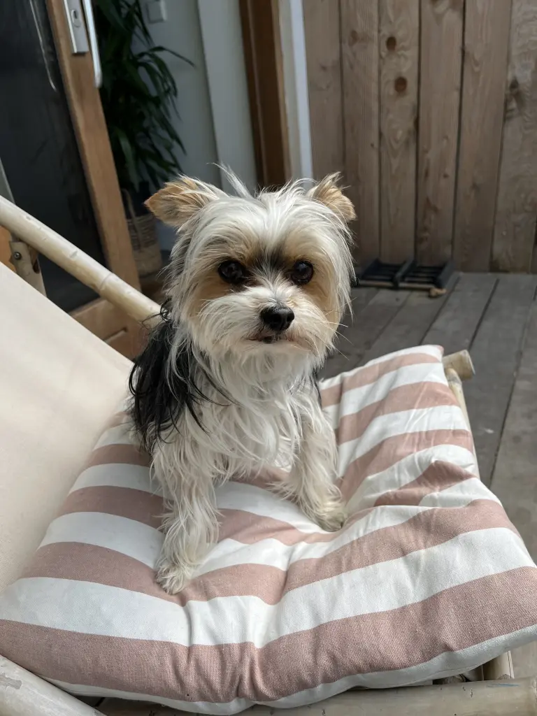 Image from Charlie