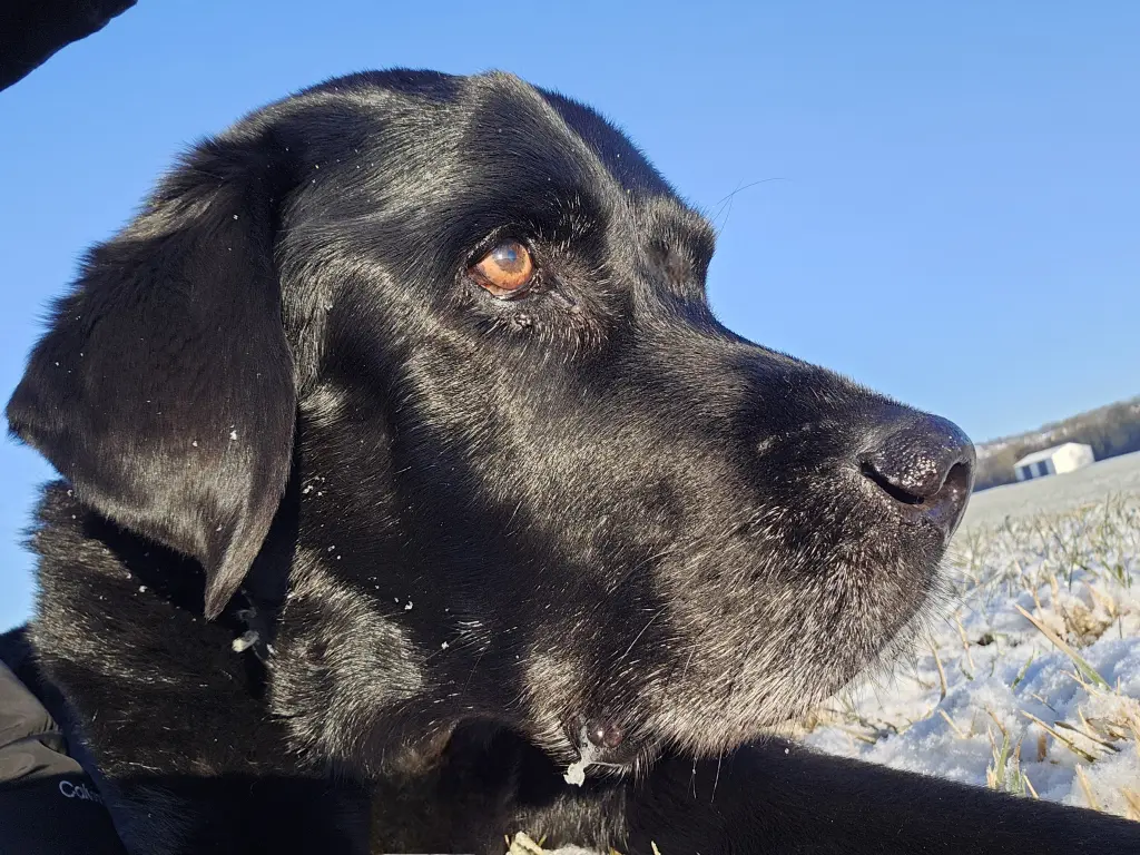 Bild von Oskar