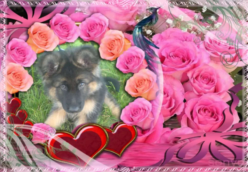 Condolence image of ❤❤❤Fur Misiu❤❤❤