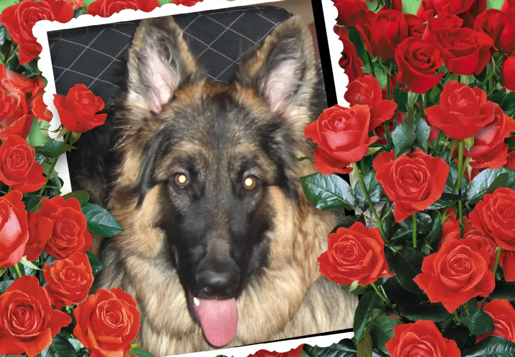 Condolence image of ❤❤❤Misiu❤❤❤