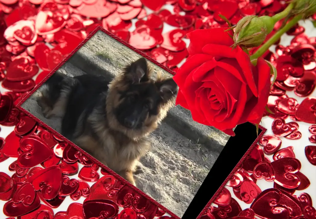 Condolence image of ❤❤❤Misiu❤❤❤