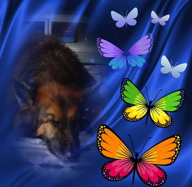 Condolence image of Dobrej Nocki❤️❤️❤️❤️❤️❤️mój Ukochany❤️❤️❤️❤️❤️❤️Misieńku❤️❤️❤️