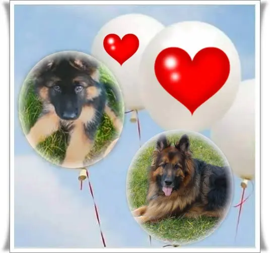 Condolence image of Kochany❤️❤️❤️Misiu❤️❤️❤️