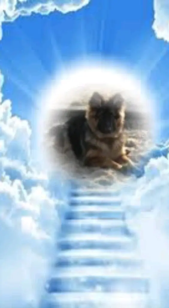 Condolence image of Kocham❤️❤️❤️❤️❤️❤️❤️❤️❤️❤️❤️❤️❤️❤️❤️❤️Cię❤️❤️❤️