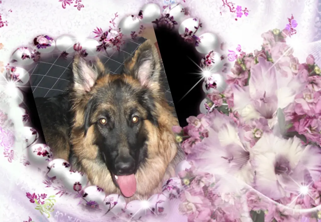 Condolence image of ❤❤❤Fur Liebe Misiu❤❤❤