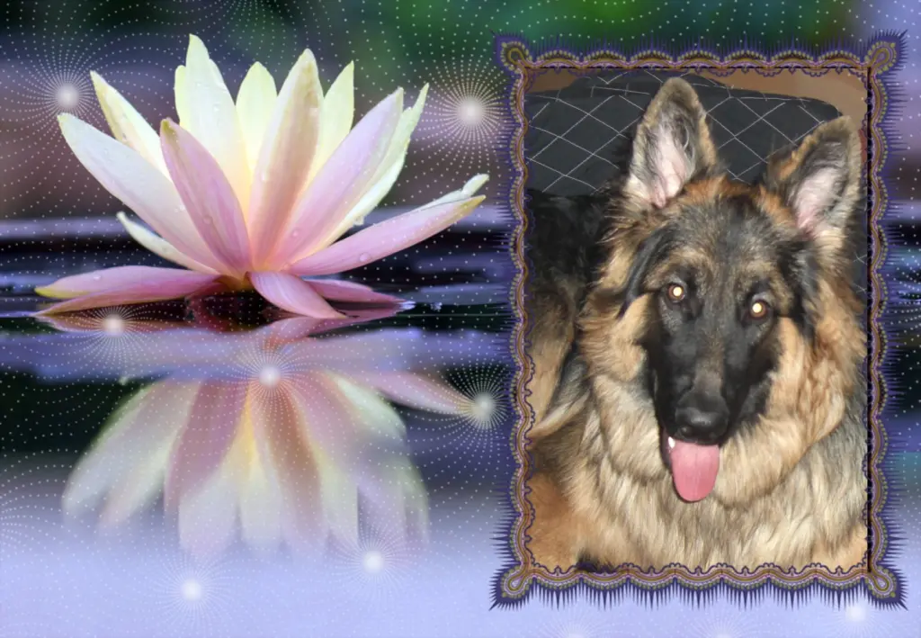 Condolence image of Klaudia dla Misieńka❤❤❤
