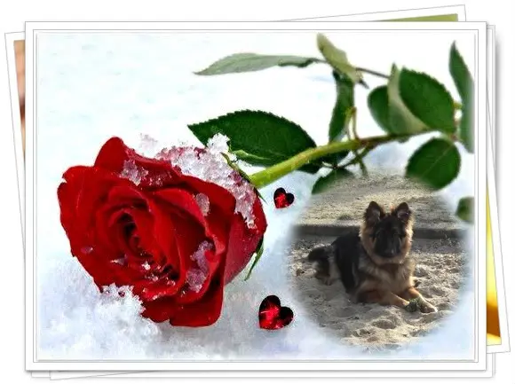 Condolence image of Kocham Cię❤❤❤