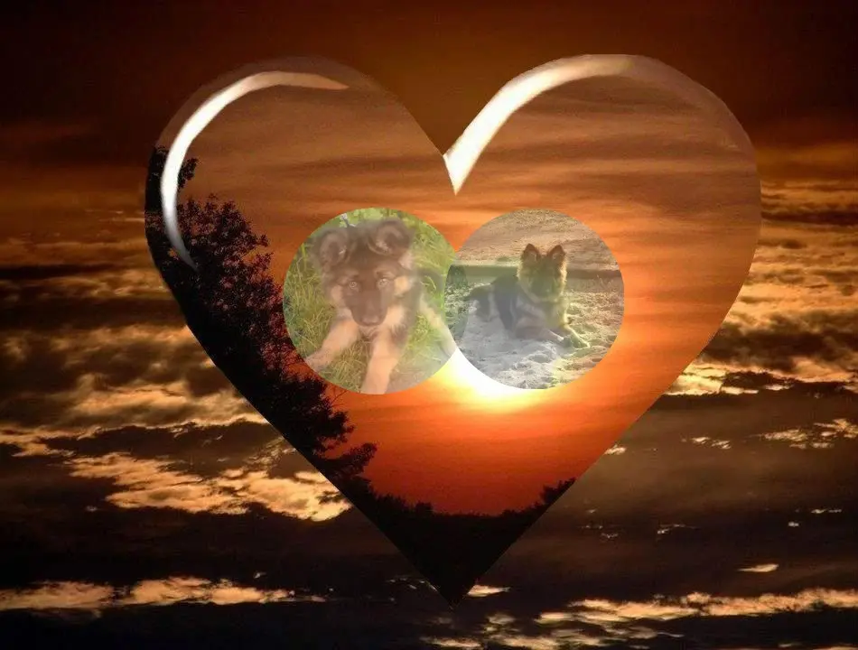 Condolence image of Mój Misiulek❤❤❤