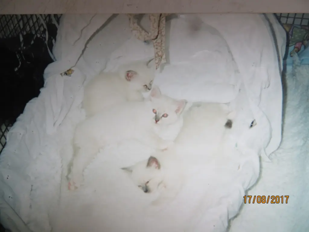 Condolence image of Uschi mit Seelenkatzen Jojo und Merlin