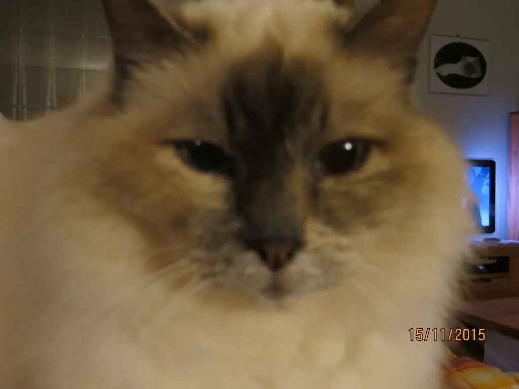 Condolence image of Uschi mit Seelenkatzen Jojo und Merlin