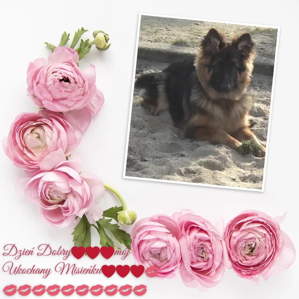 Condolence image of Dzień Dobry mój Ukochany❤️❤️❤️Misieńku❤️❤️❤️