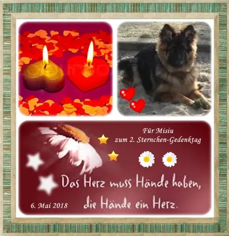 Condolence image of Ilse mit Tier-Sternlein Maja, Jule, Gismo, Fee und Minna im Herzen